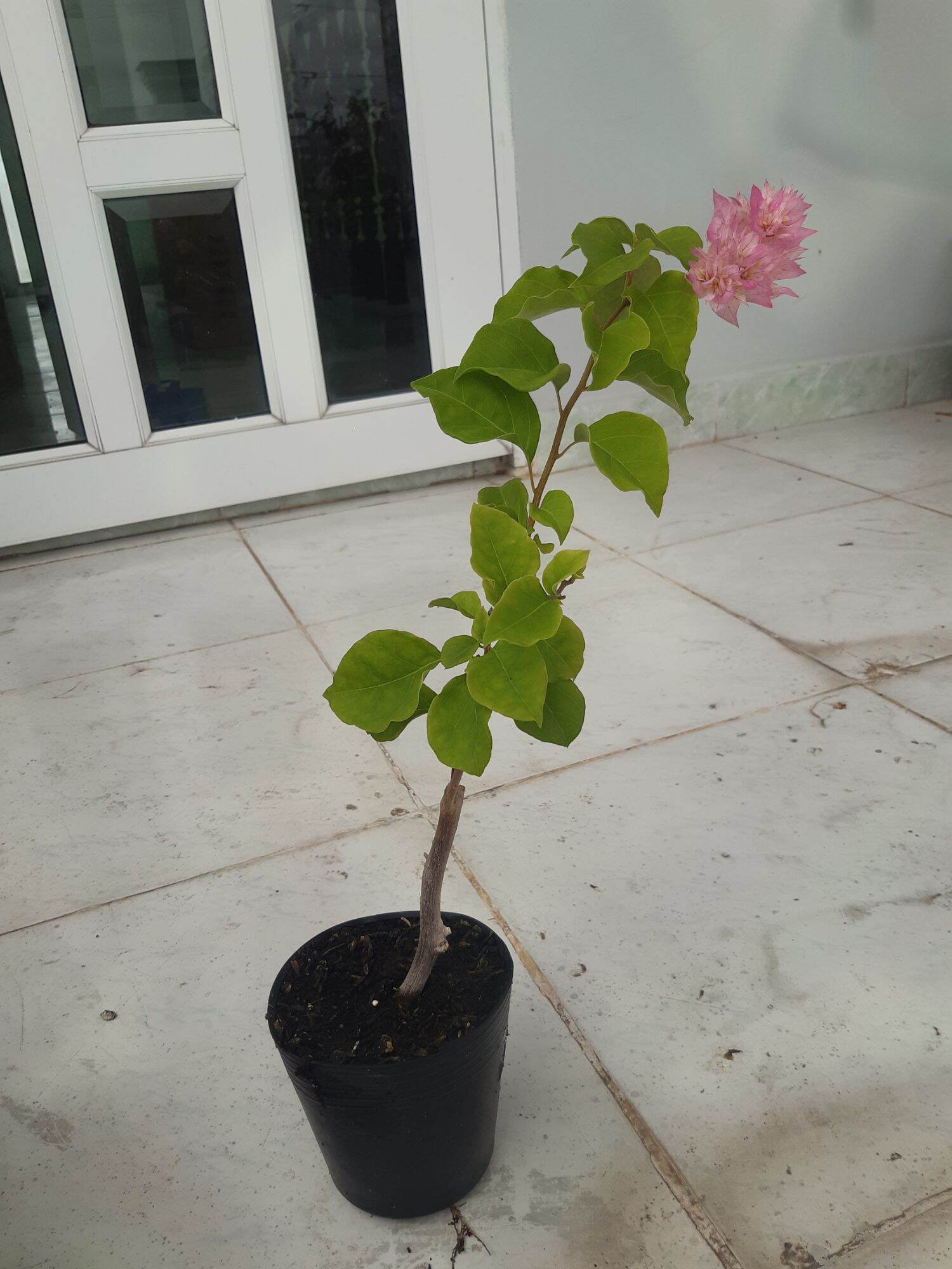 hoa giấy kép phớt hồng (cây đang hoa)