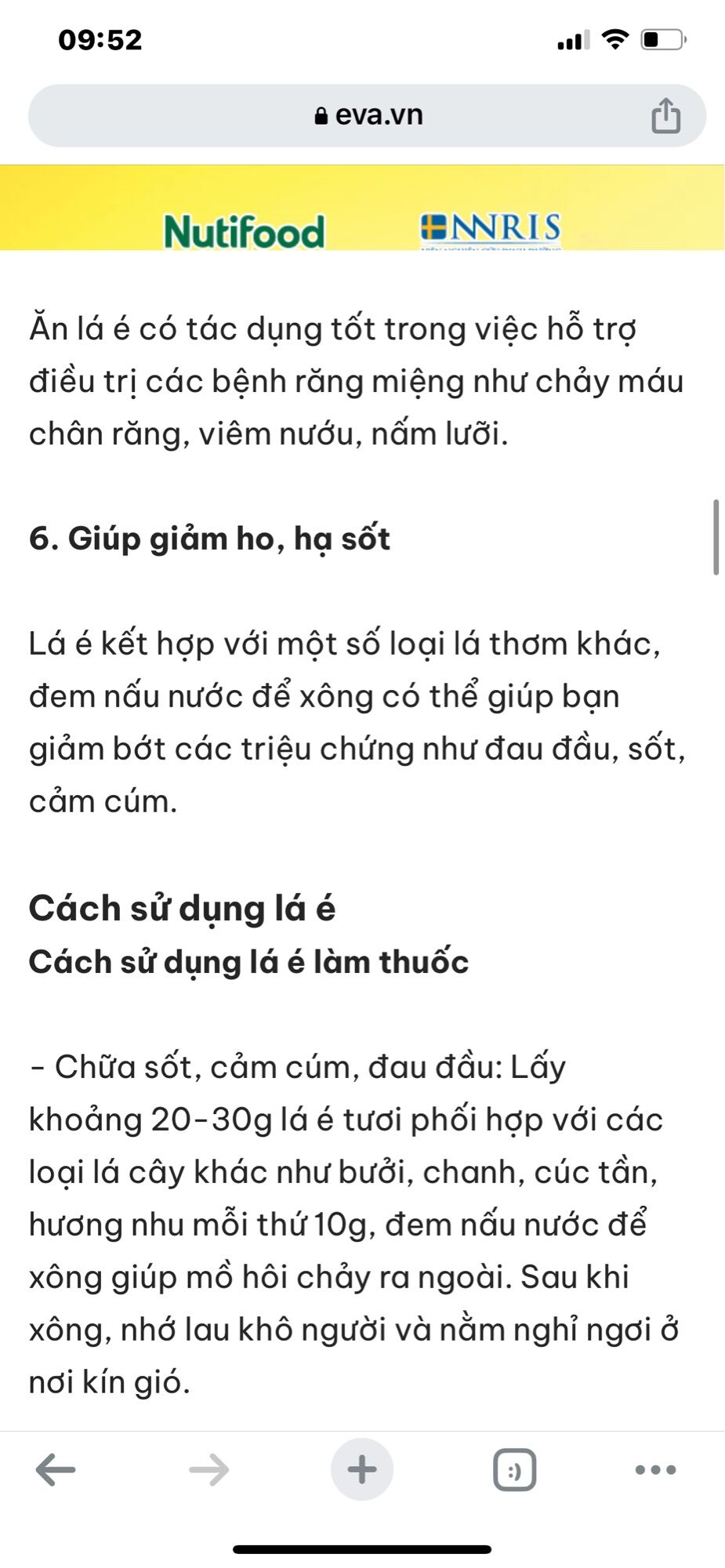 Cây giống lá é nấu lẫu gà lá é