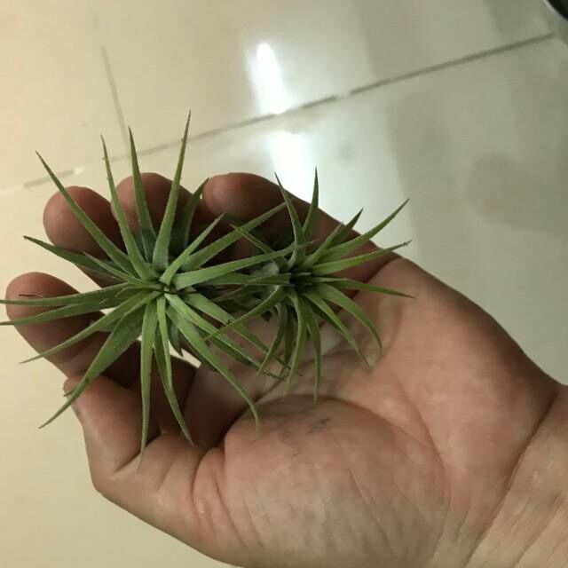 [HCM]Cây không khí ionantha cây lẻ