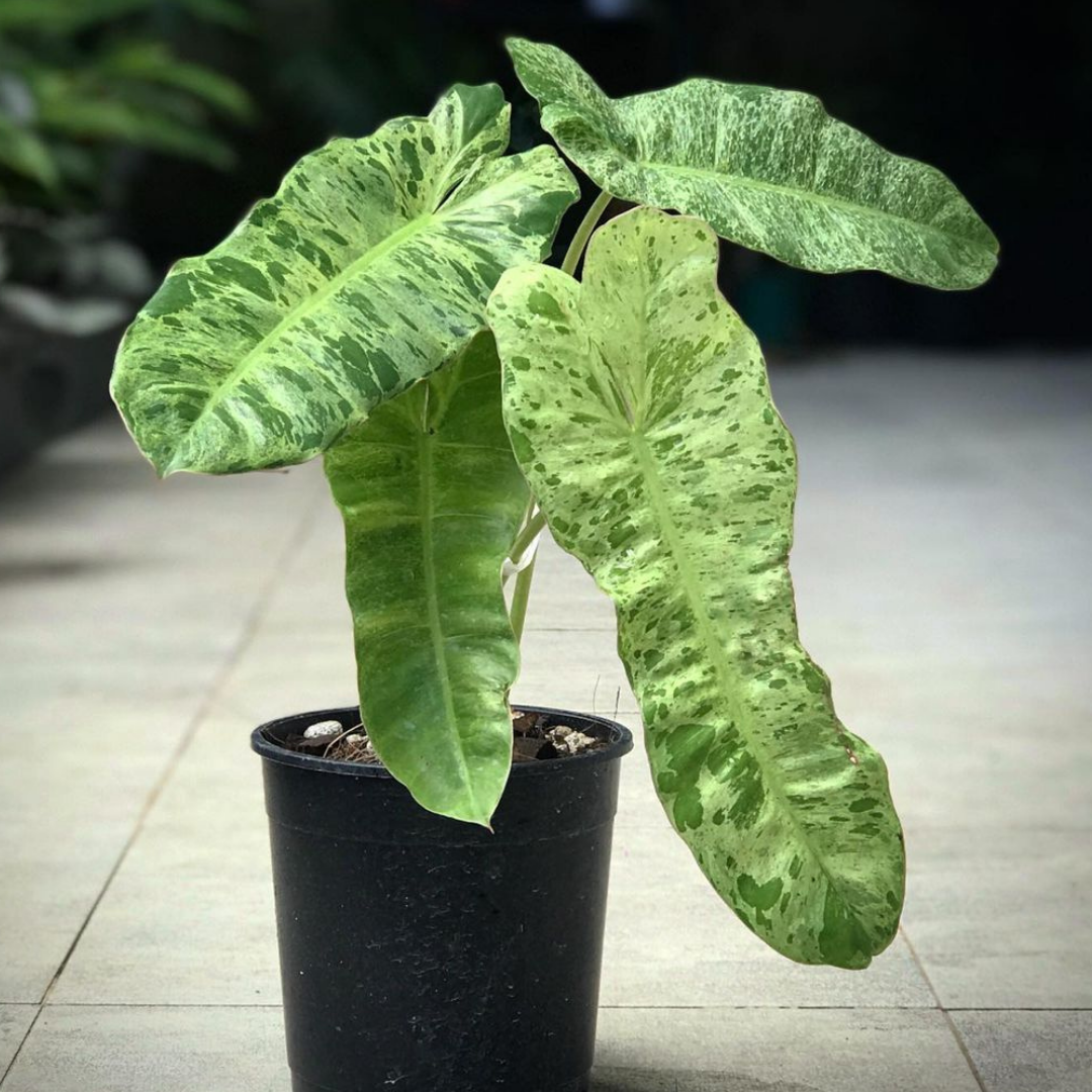 Trầu bà philodendron paraiso verde