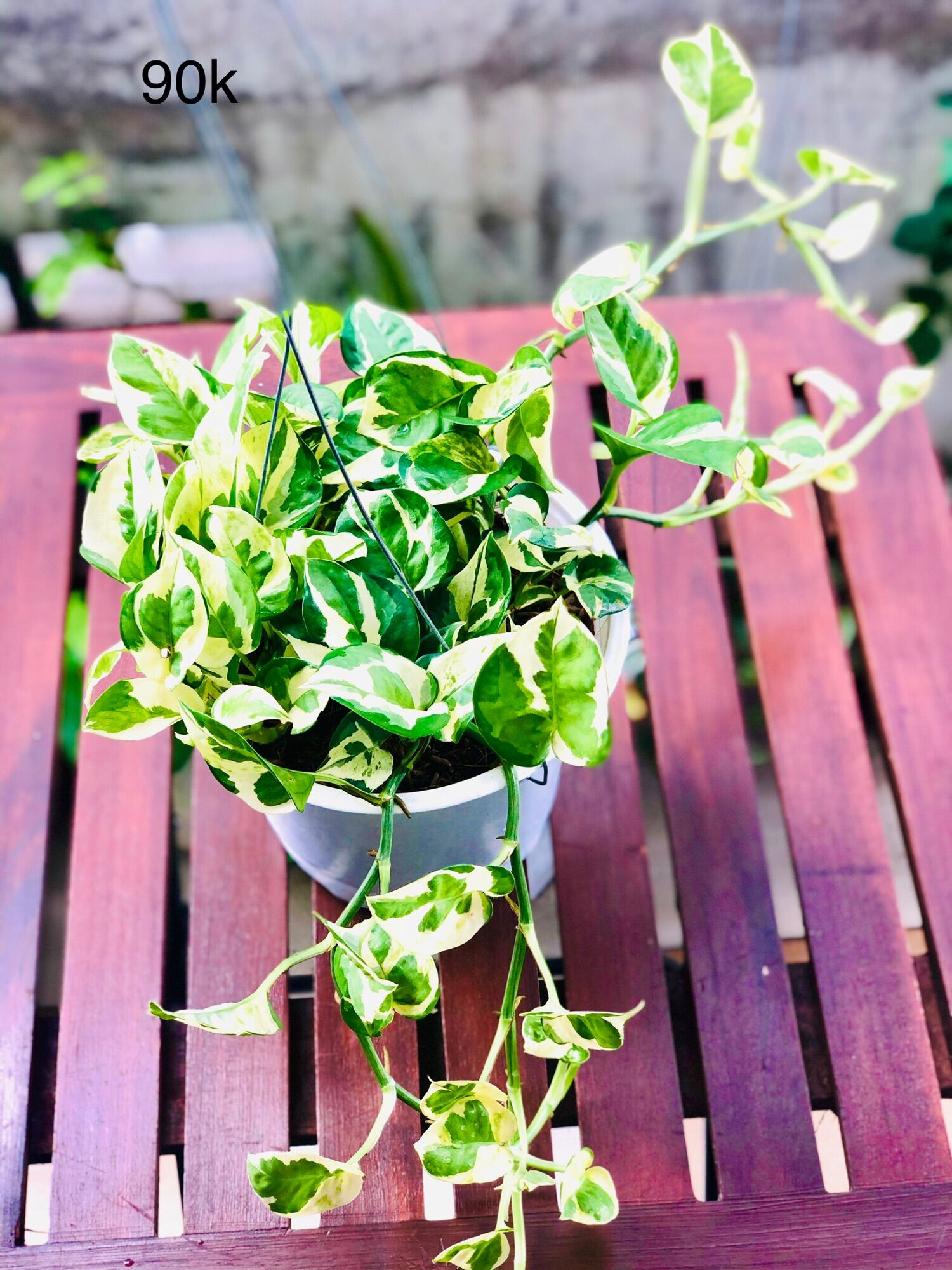 Chậu trầu bà cẩm thạch, trầu bà sữa treo
