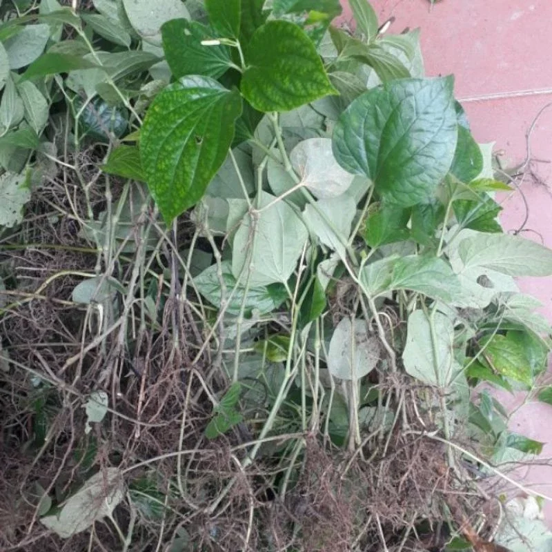 [Chỉ giao Miền Nam] Cây lá lốt giống (15 cây rễ trần)