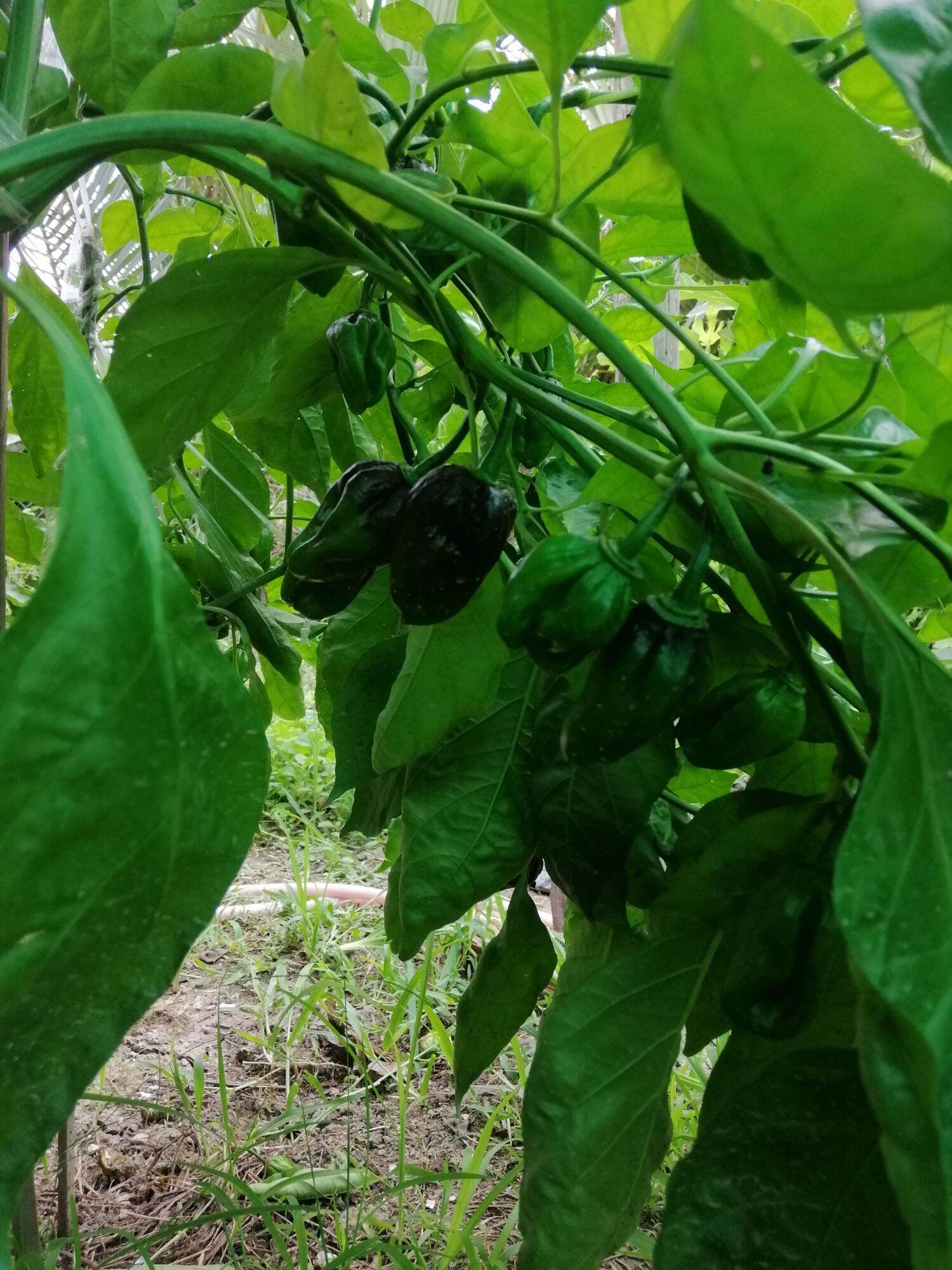 Quả ớt tươi habanero chocolate
