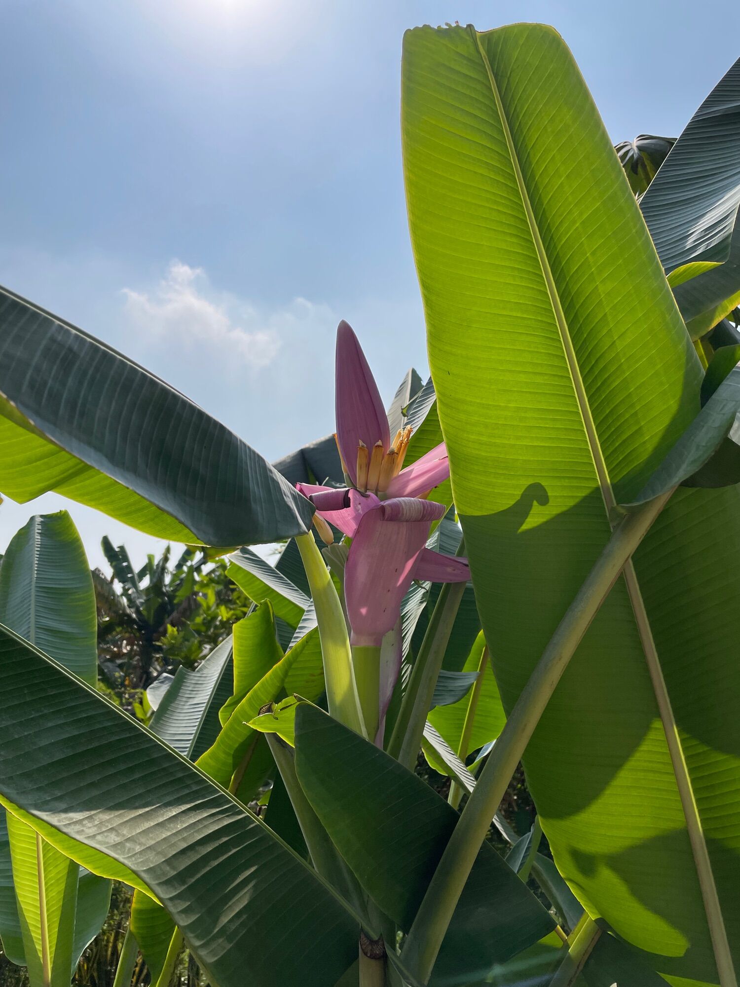 Pink Lotus banana seeds