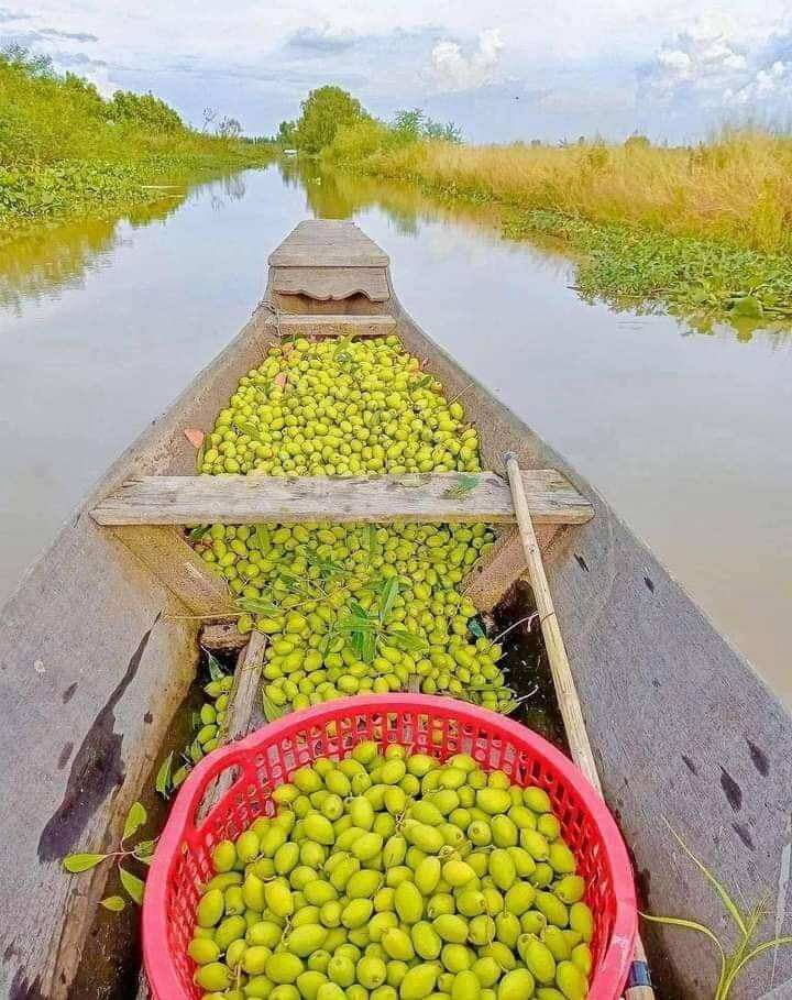 Cà na đập dập