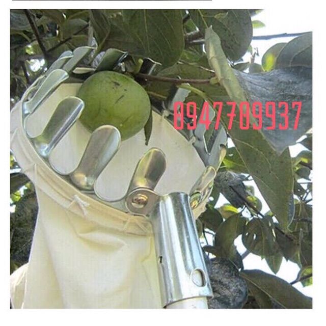 Dụng cụ vợt hái trái trên cao như khế, ổi, sapo, vú sữa, mận, cam, quýt, táo, bơ, Lê, hồng, bông sua đũa,..