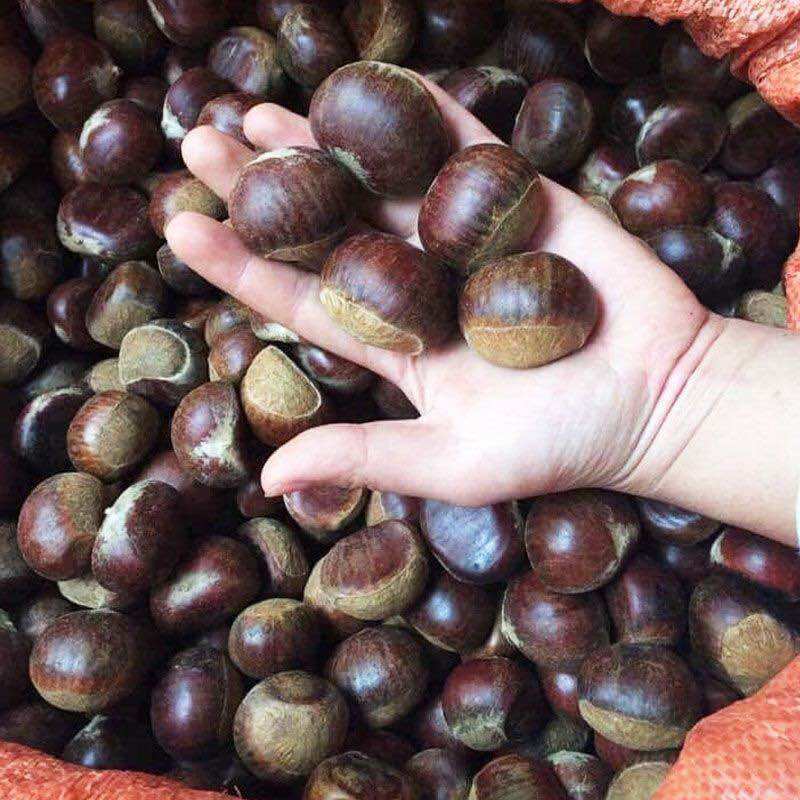 Hạt dẻ tươi Điện Biên 1kg