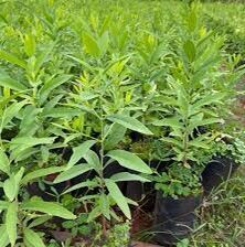 CÂY ĐÀN HƯƠNG,, cây giống đẹp gửi đi nguyên bầu