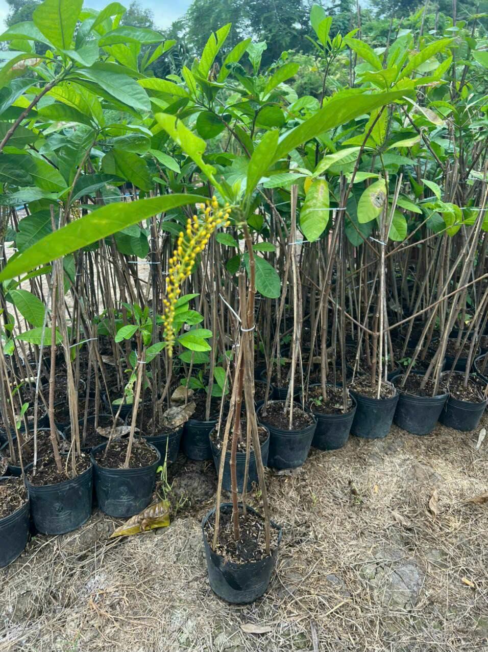 Cây Lộc Vừng Vàng Thái