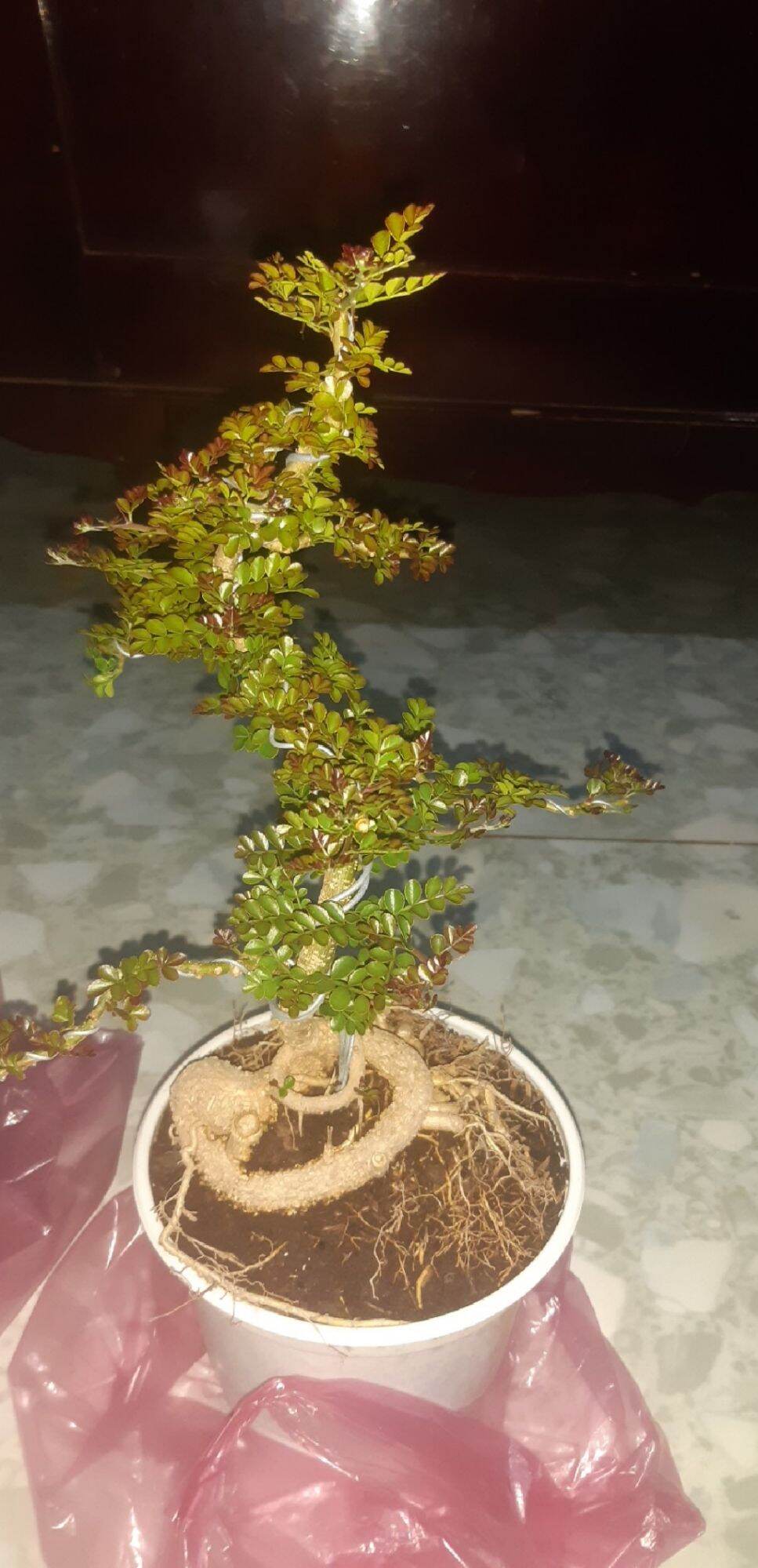 Trần thăng bon sai đế đẹp