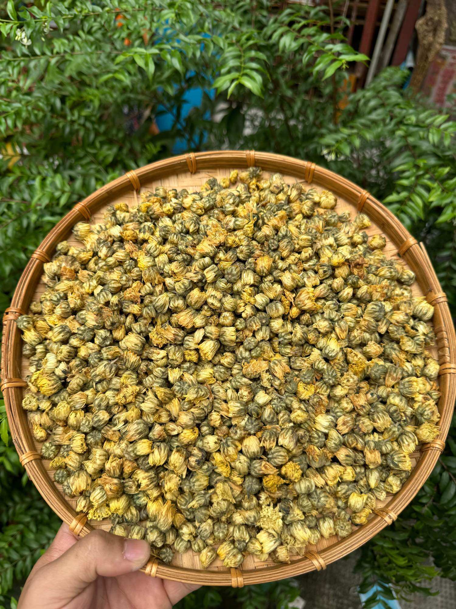 hoa cúc kim cương khô đà lạt 100gram ( trà hoa cúc nụ)