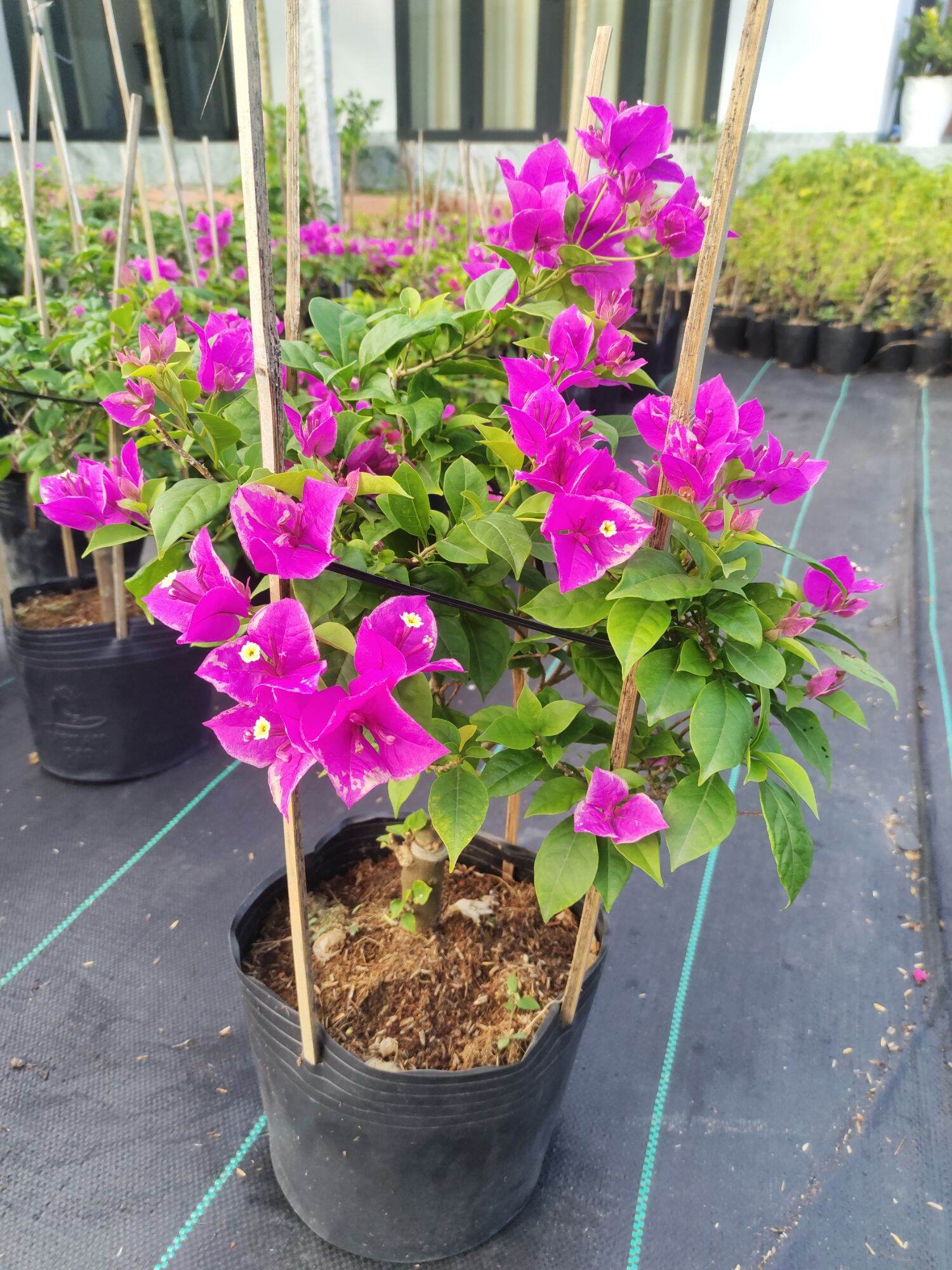 Cây Hoa Giấy Tím Bướm, cây đang hoa, thuần chậu.