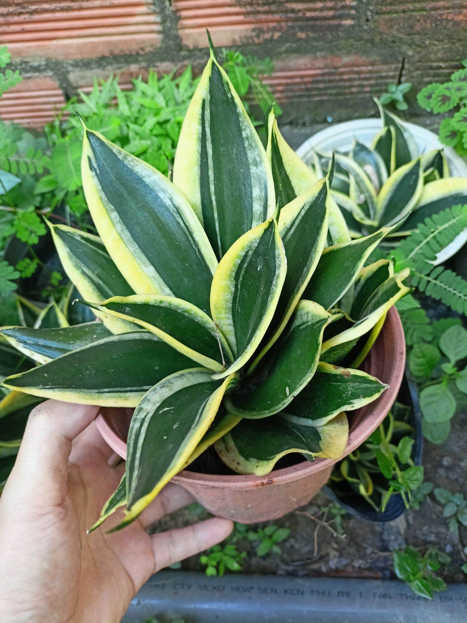 Lưỡi Hổ mini viền vàng dáng búp sen - cây ĐẠI rễ trần