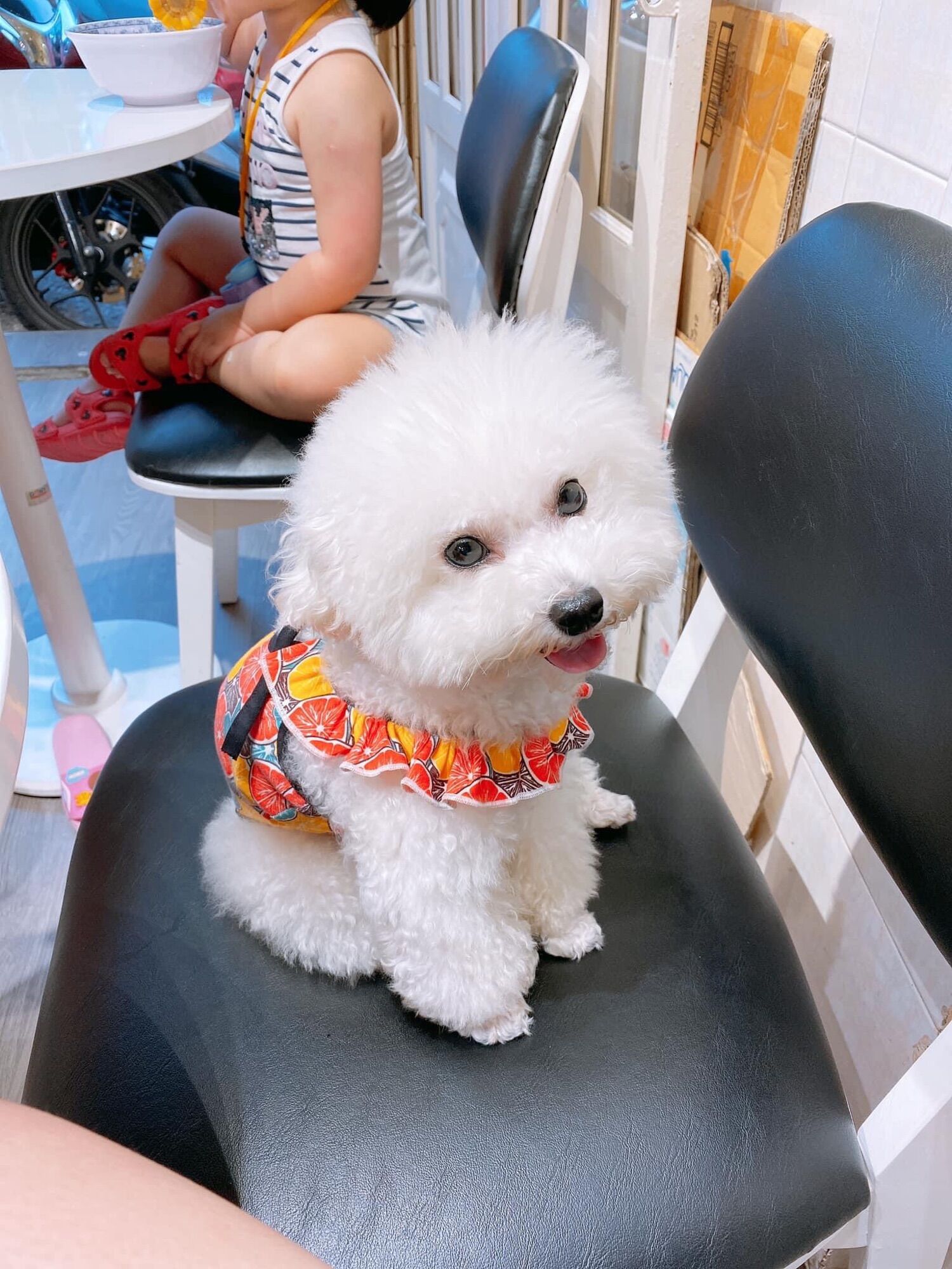 Bikini chó mèo, cổ bèo buộc nơ nhiều màu