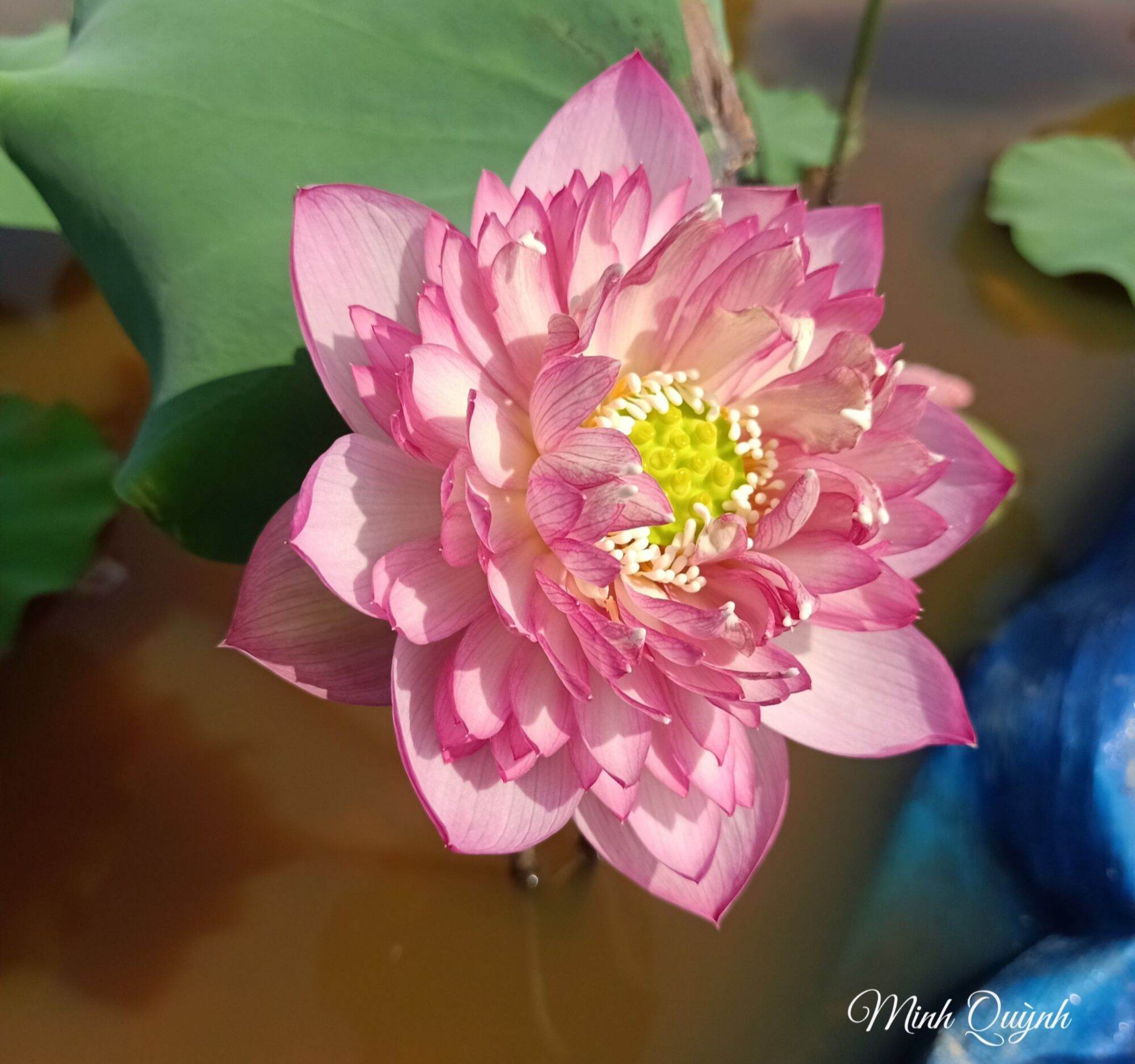 Củ sen Pink Lady