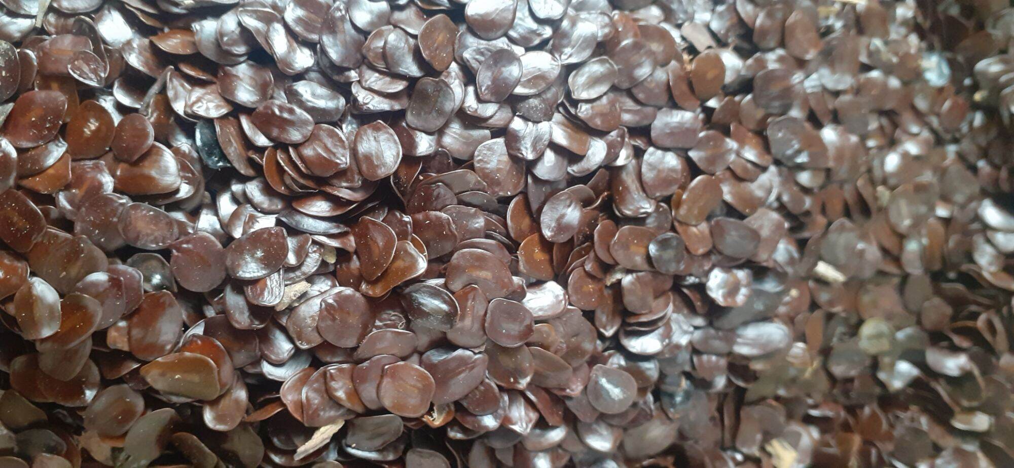 1kg hạt muồng đen giống