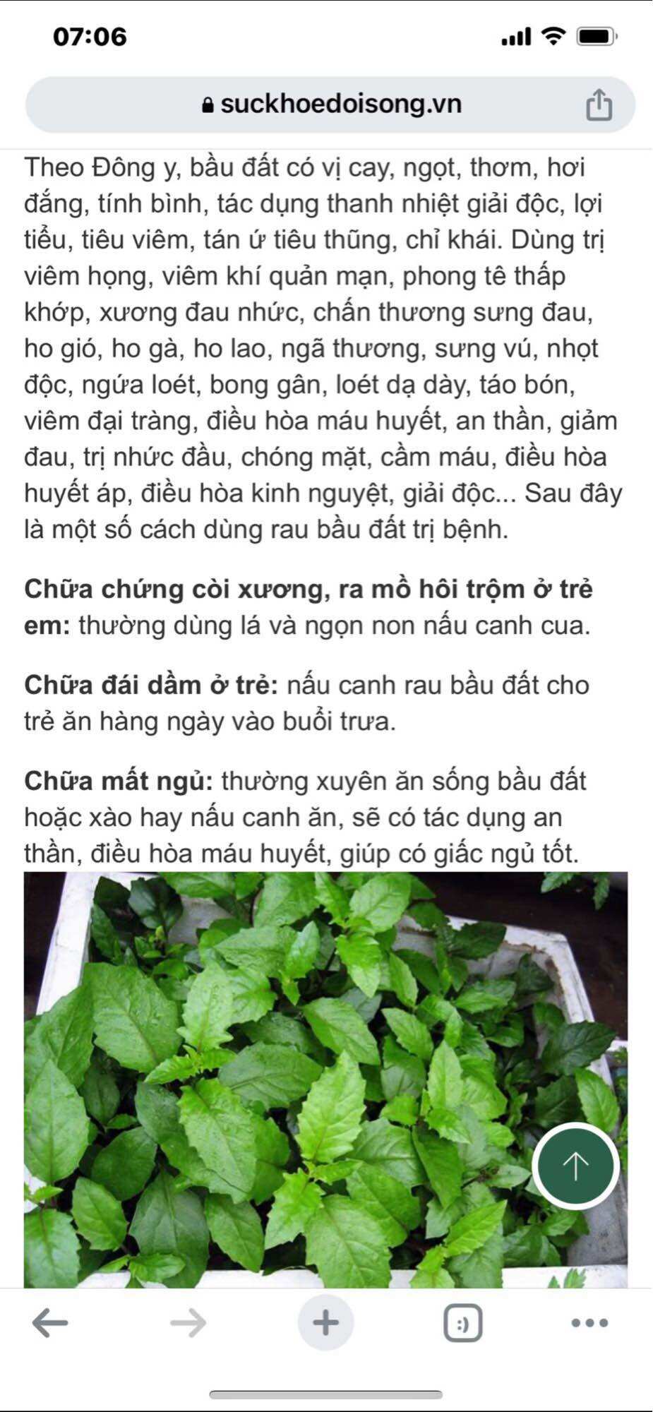 Chậu cây rau bầu đất