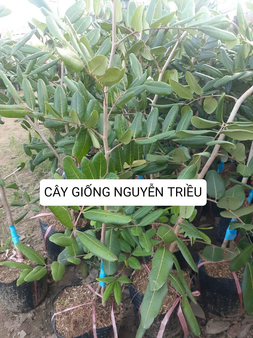 Cây giống nhãn xuồng cơm vàng