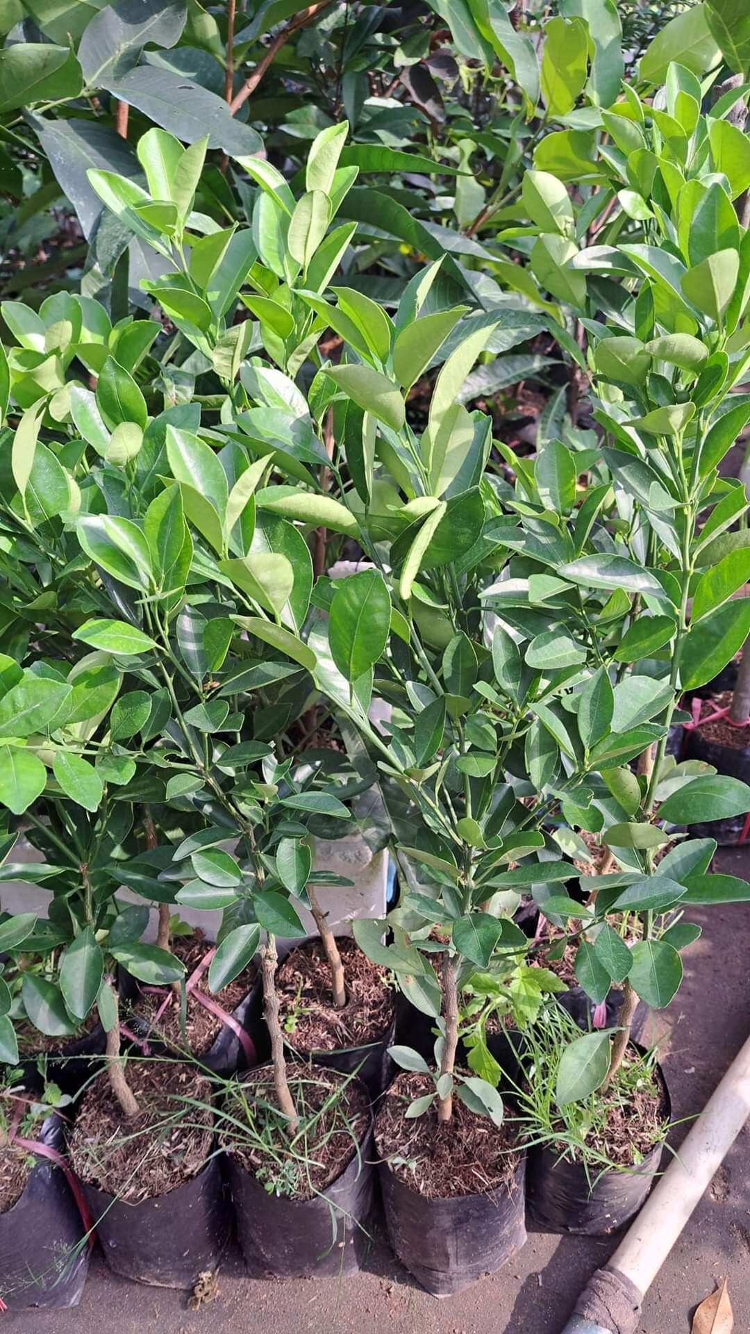 ( CÂY GIỐNG) cam đỏ cara