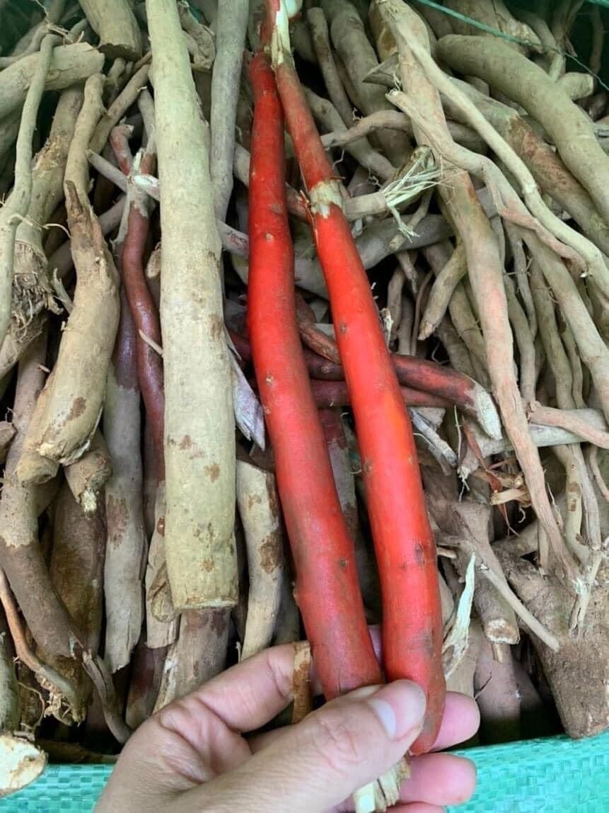 Sâm cau đỏ rừng Tây Bắc ( hàng tươi)