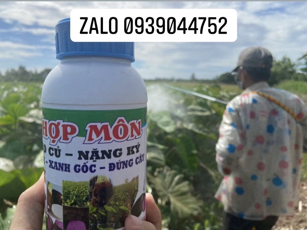 Siêu to củ khoai môn