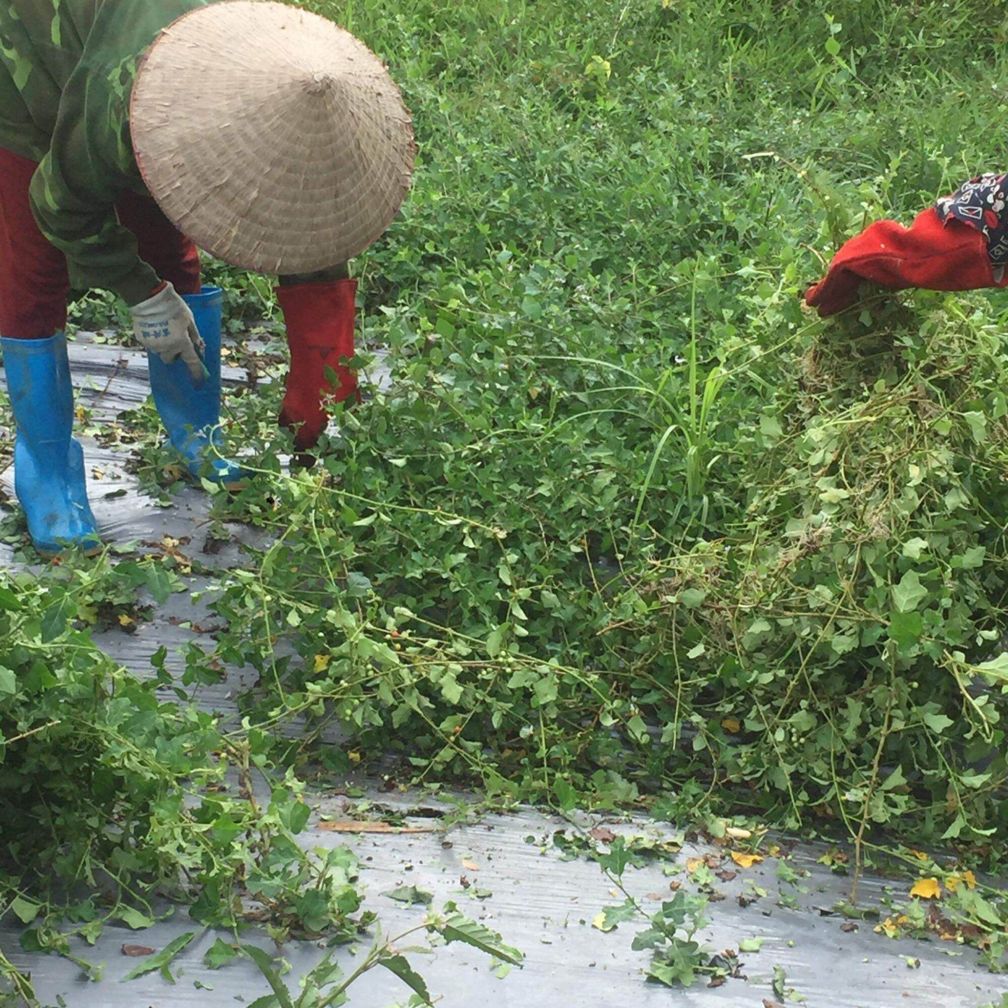 Cao cà gai Leo nguyên chất-100gram
