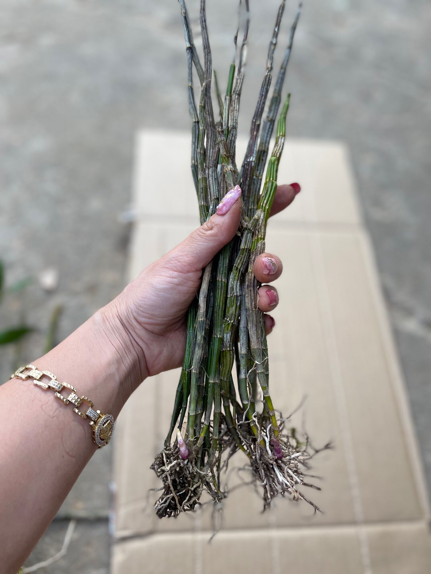 Hoa Lan đột biến hoàng thảo báo hỉ(bó 10 thân)