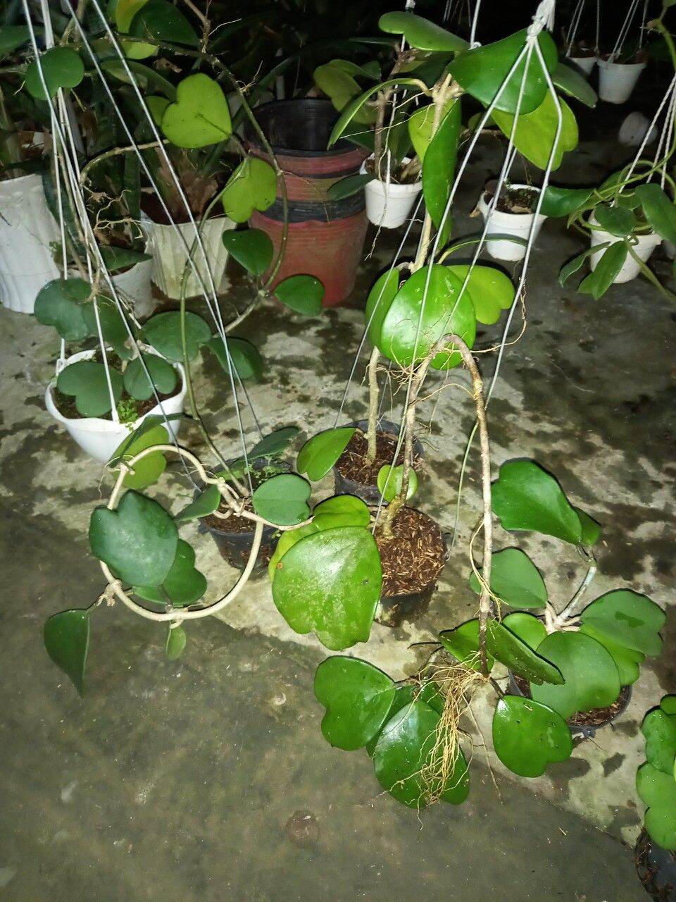 Cẩm cù trái tim size trung sắp hoa