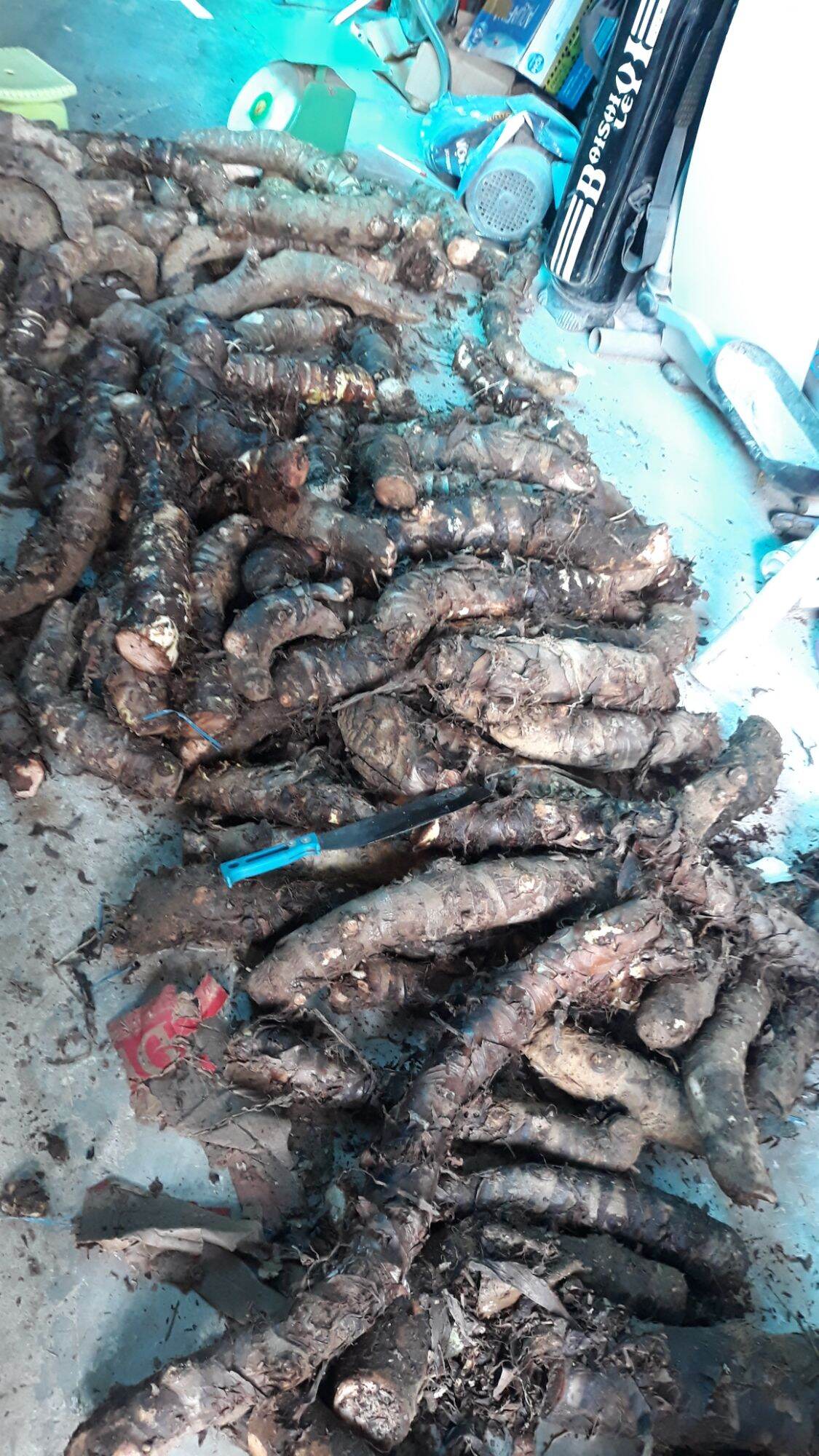 5kg củ bạc hà núi tự nhiên làm thuốc