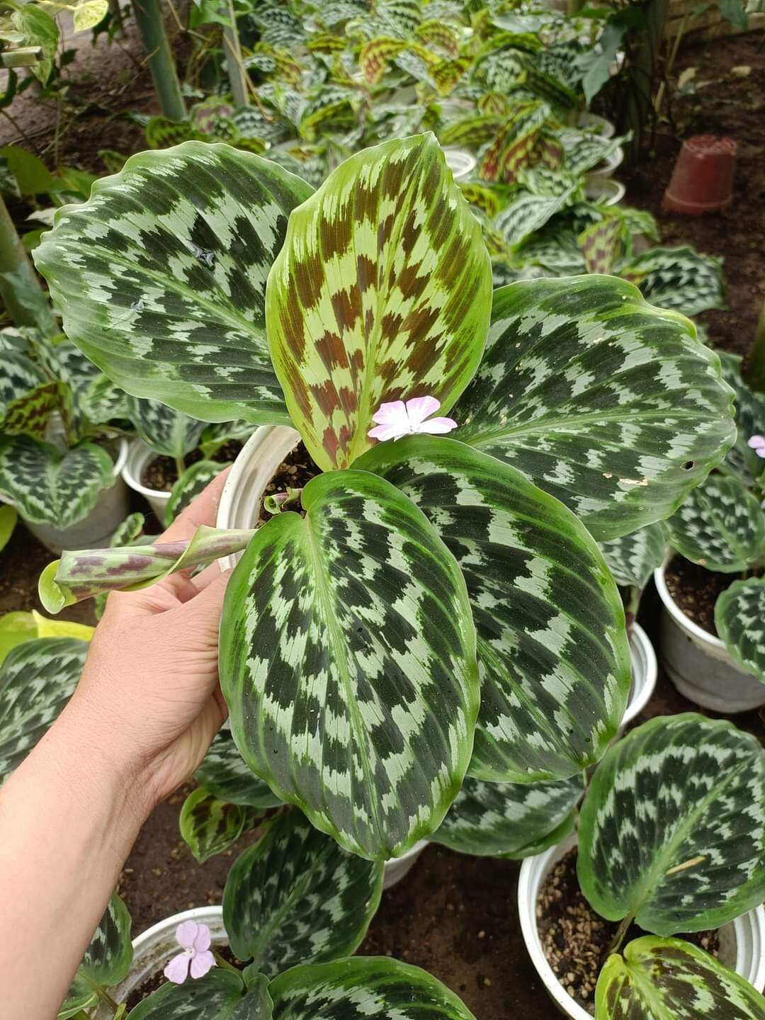 Cây đuôi công calathea merak