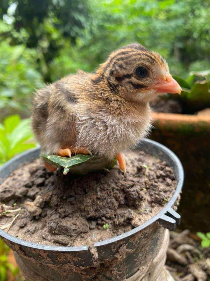 10 quả trứng chim tri đỏ về ăn