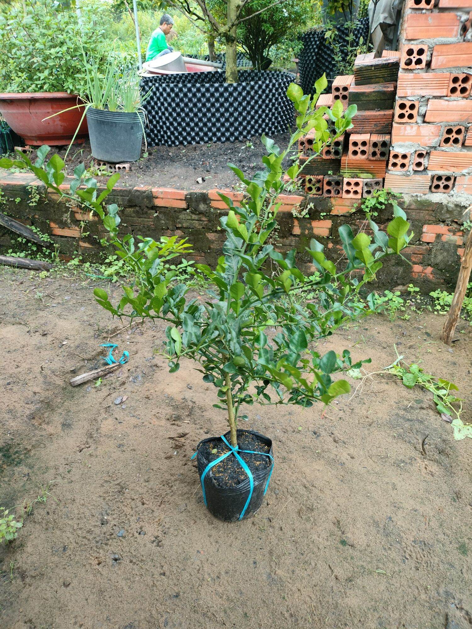 cây chúc hấp gà,tôm,cua.