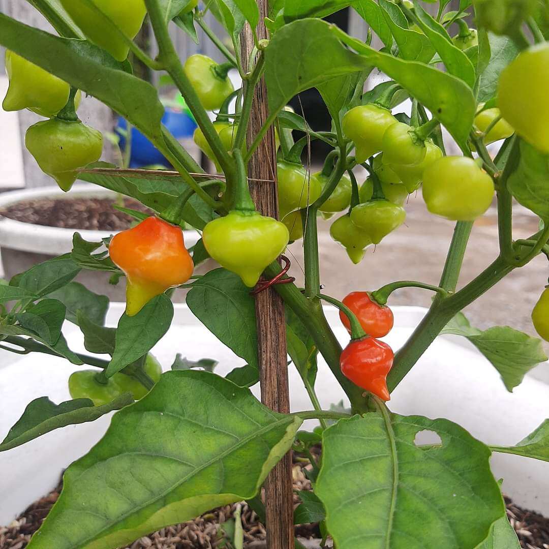 2 cây giống cây con ớt trái tim