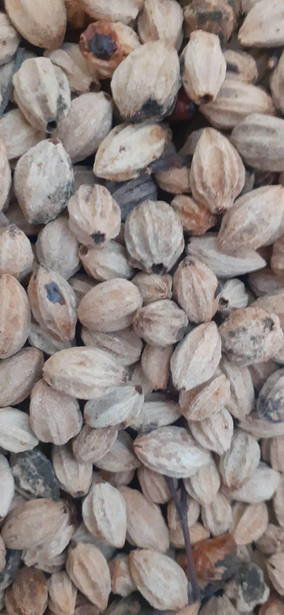 500 gram hạt xoan ta giống