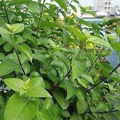 [Hỏa tốc 3H] Lá cách tươi luôn cành (0.5kg)