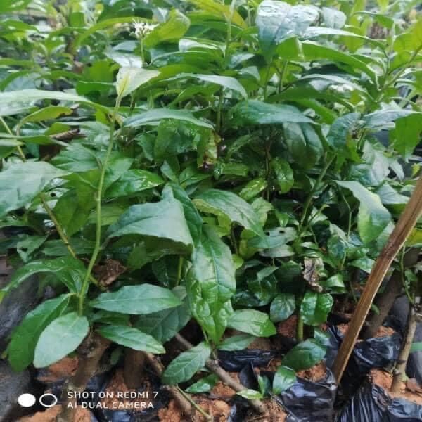 Cây giống kim ngân lượng(có 3 màu)