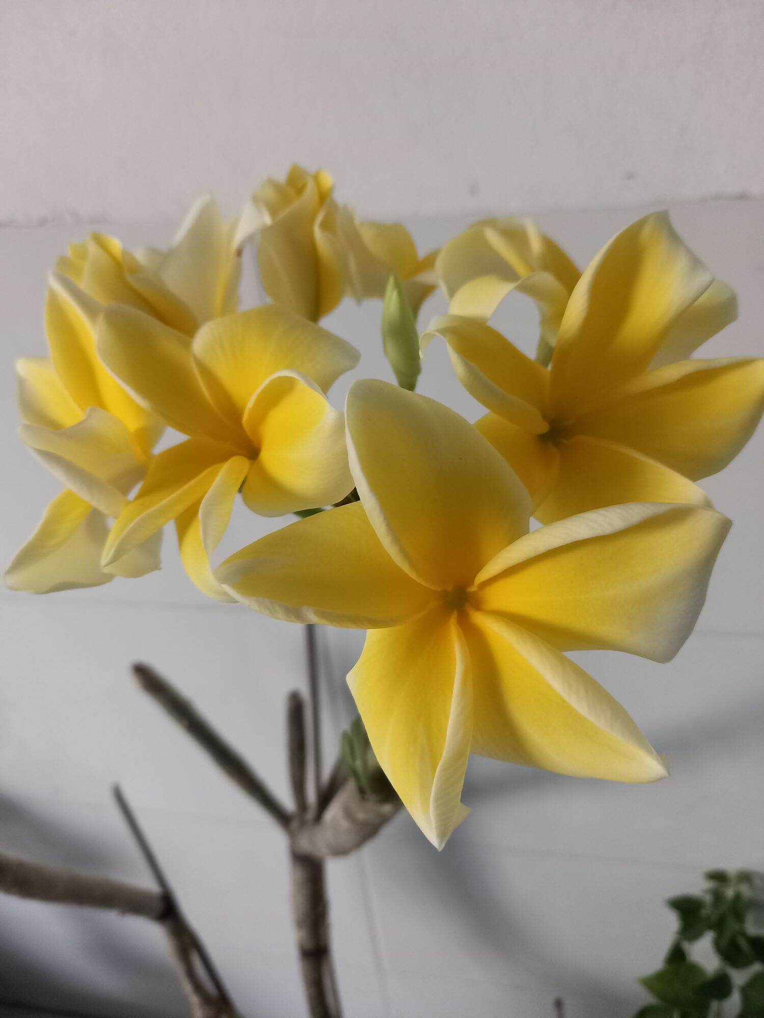 cây sứ đại vàng thơm
