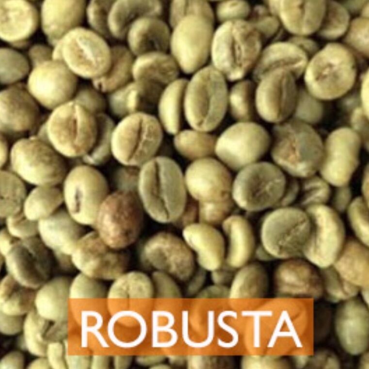 1KG CÀ PHÊ HẠT NHÂN SỐNG CHƯA RANG ROBUSTA NHÂN XUẤT KHẨU
