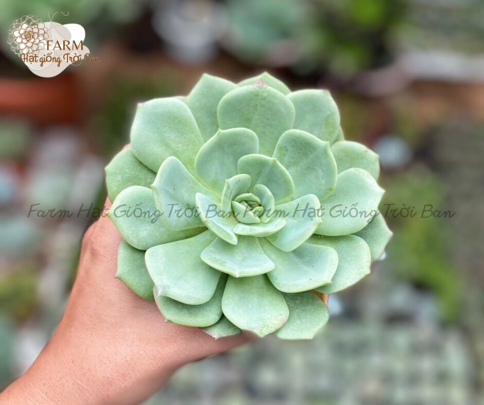 SEN ĐÁ Ngẫu Nhiên SIZE TRUNG BÌNH “ Giá HẠT DẺ’’ 9-12CM (1 CÂY)MUA NHIỀU CHỌN KHÁC LOẠI (TỐI ĐA 50 LOẠI)