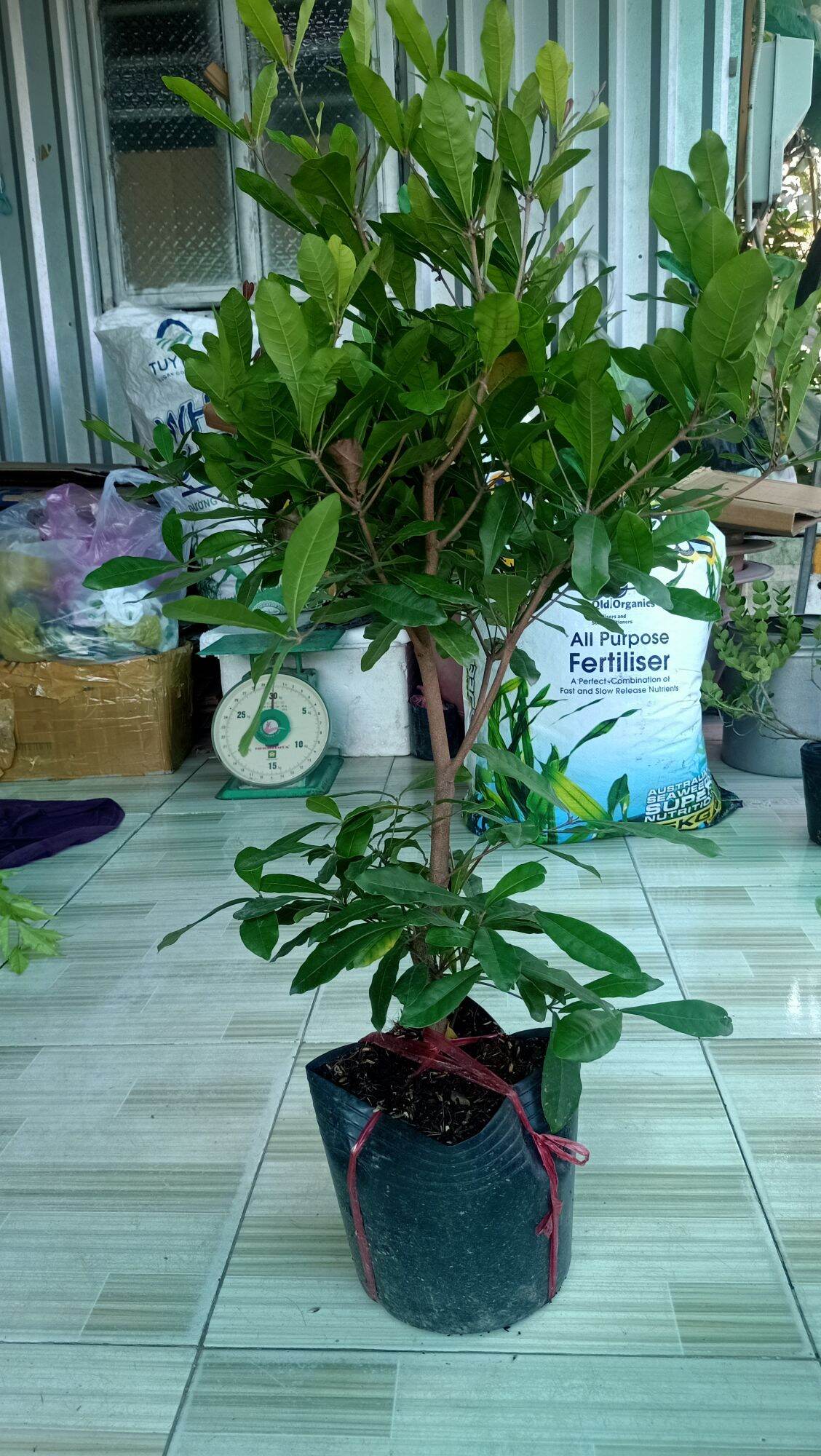Cây Thần kỳ đang có hoa