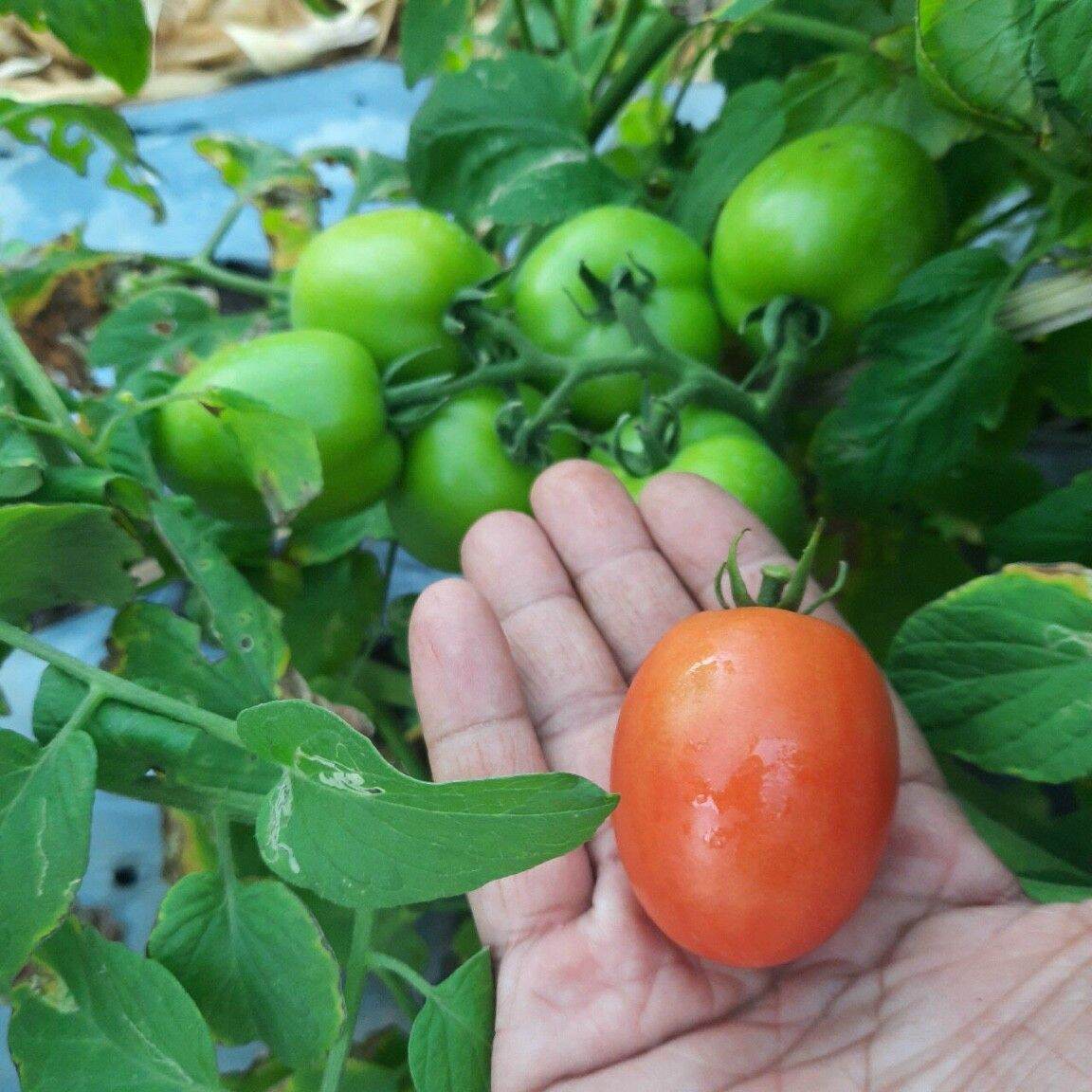 Hạt giống cà chua lai F1