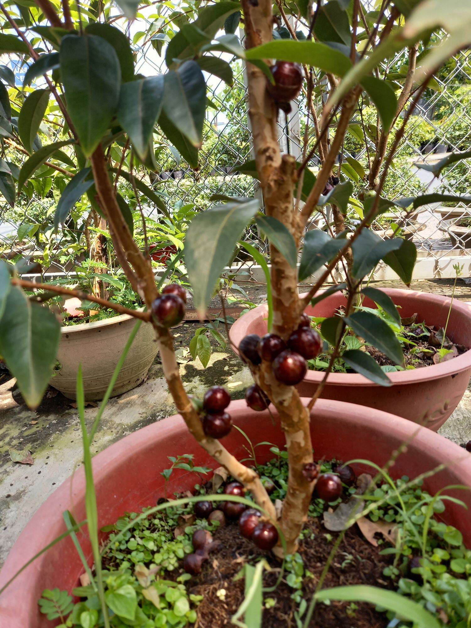 Cây nho thân gỗ tứ quý cao 65cm