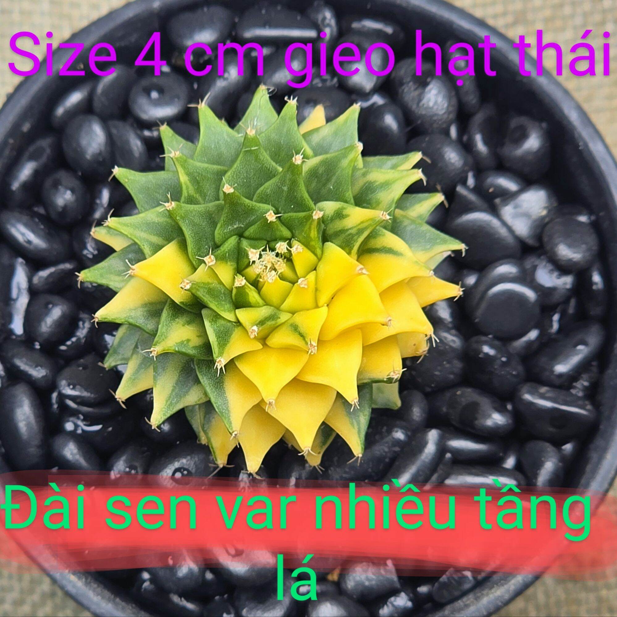 Xương rồng đài sen var gieo hạt thái lan size 4 cm tầng lá nhiều lem var vàng đẹp