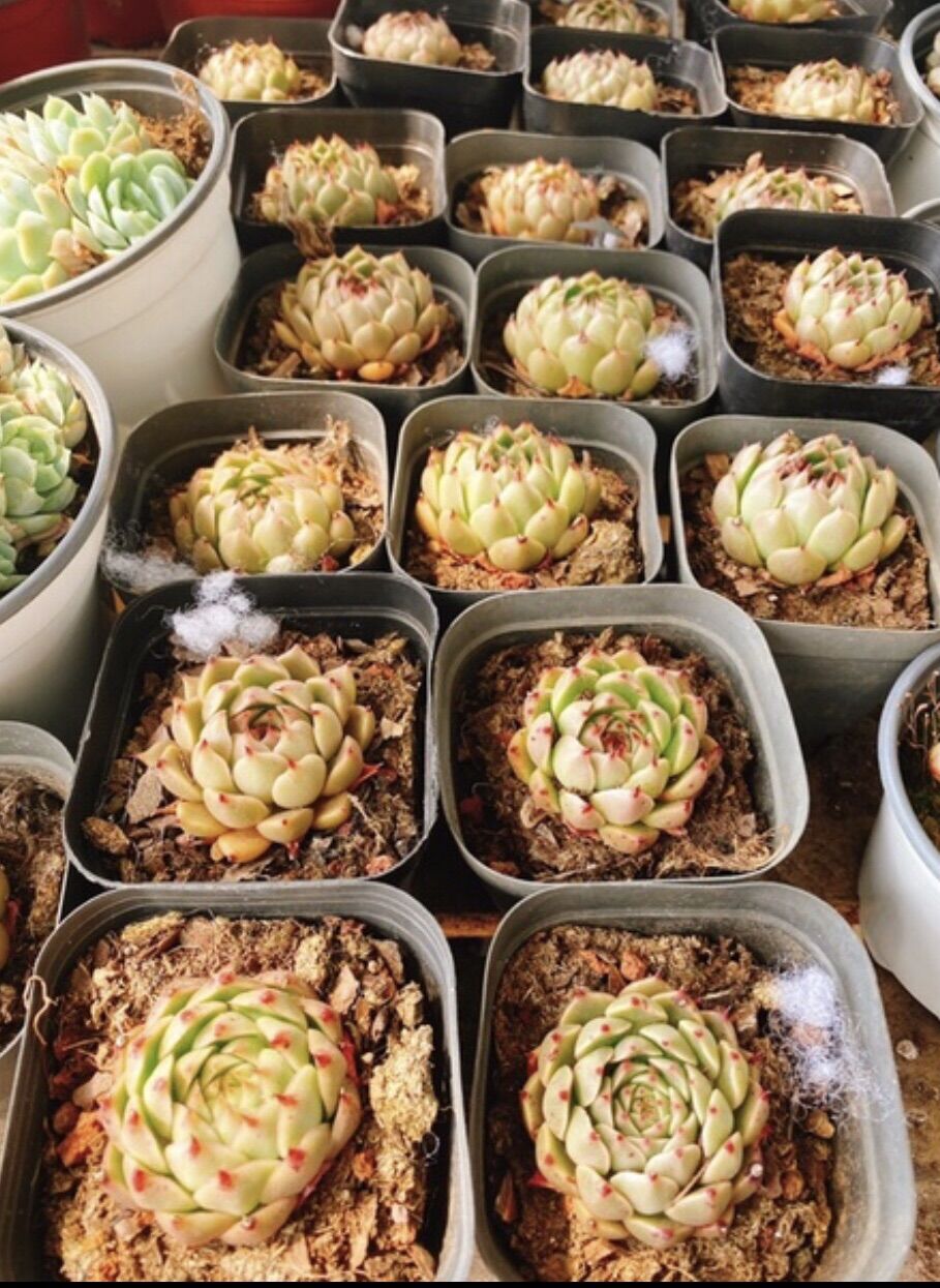 Sen đá vân mai vuốt đỏ - giống mới