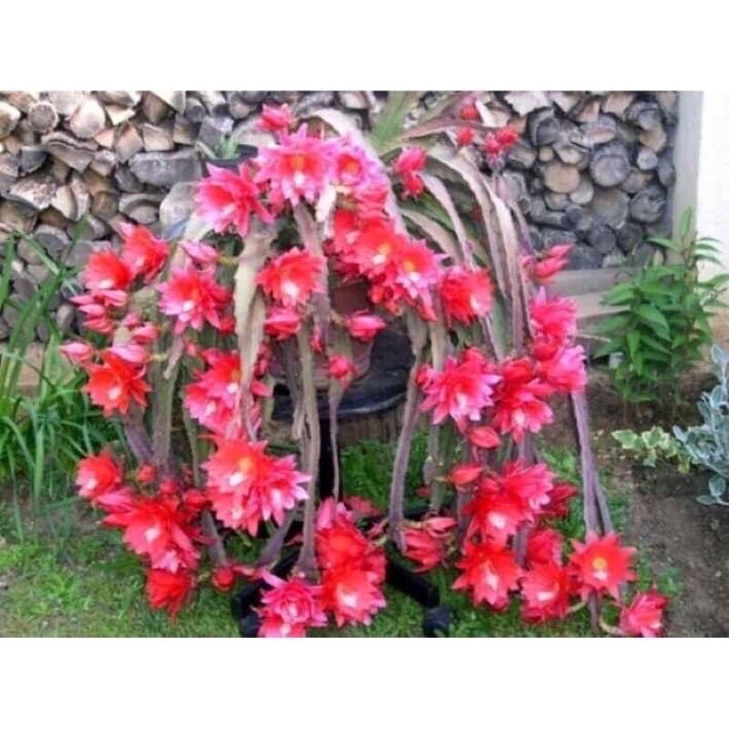 Hoa đại Nhật Quỳnh(1 lá)