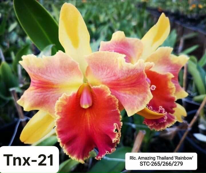 Tnx60 - hoa lan cattleya amazing rainbow - cây con