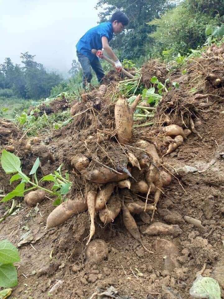 1kg khoai sâm đất ăn như trái cây