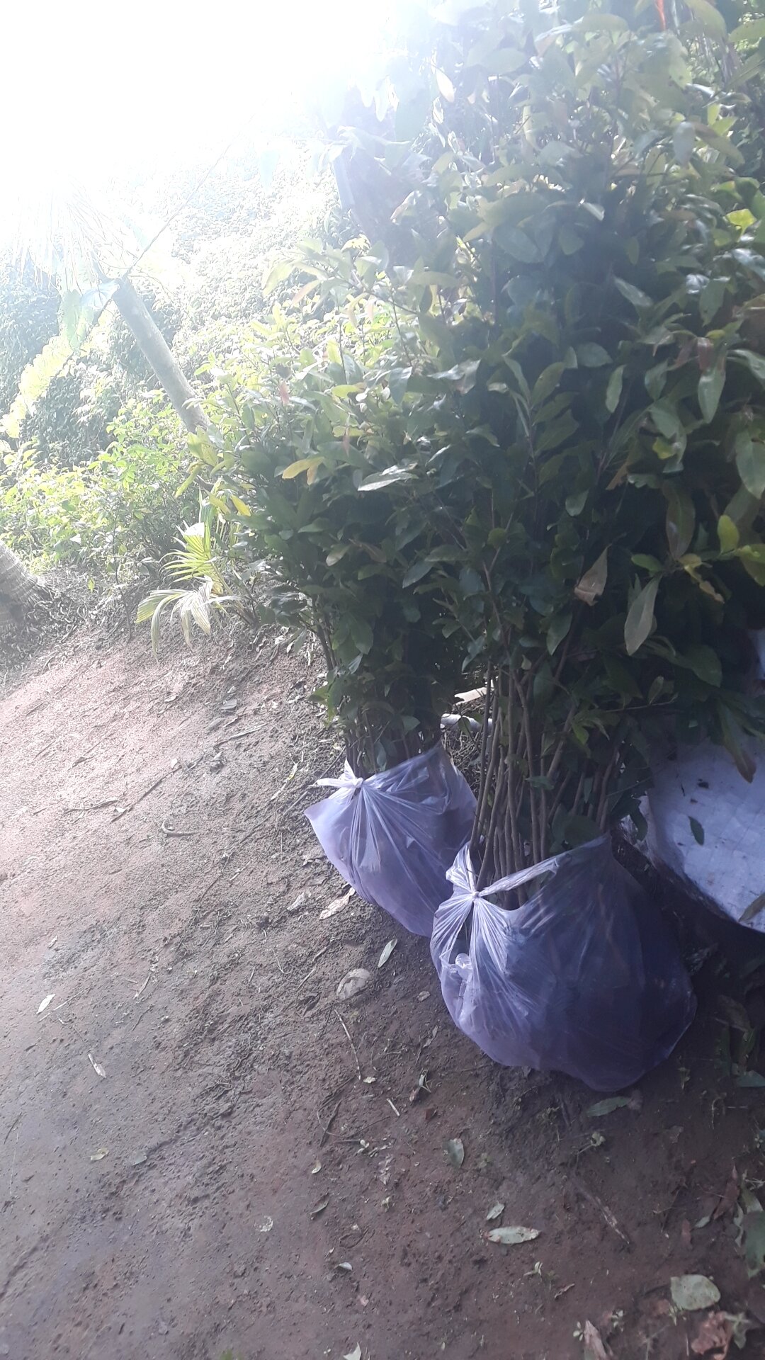Mai Con Quấn Rễ (10 Cây)