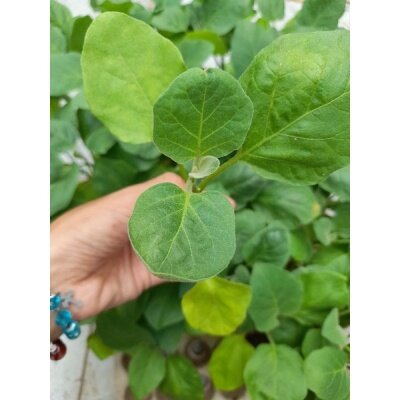 cây giống cà tím.