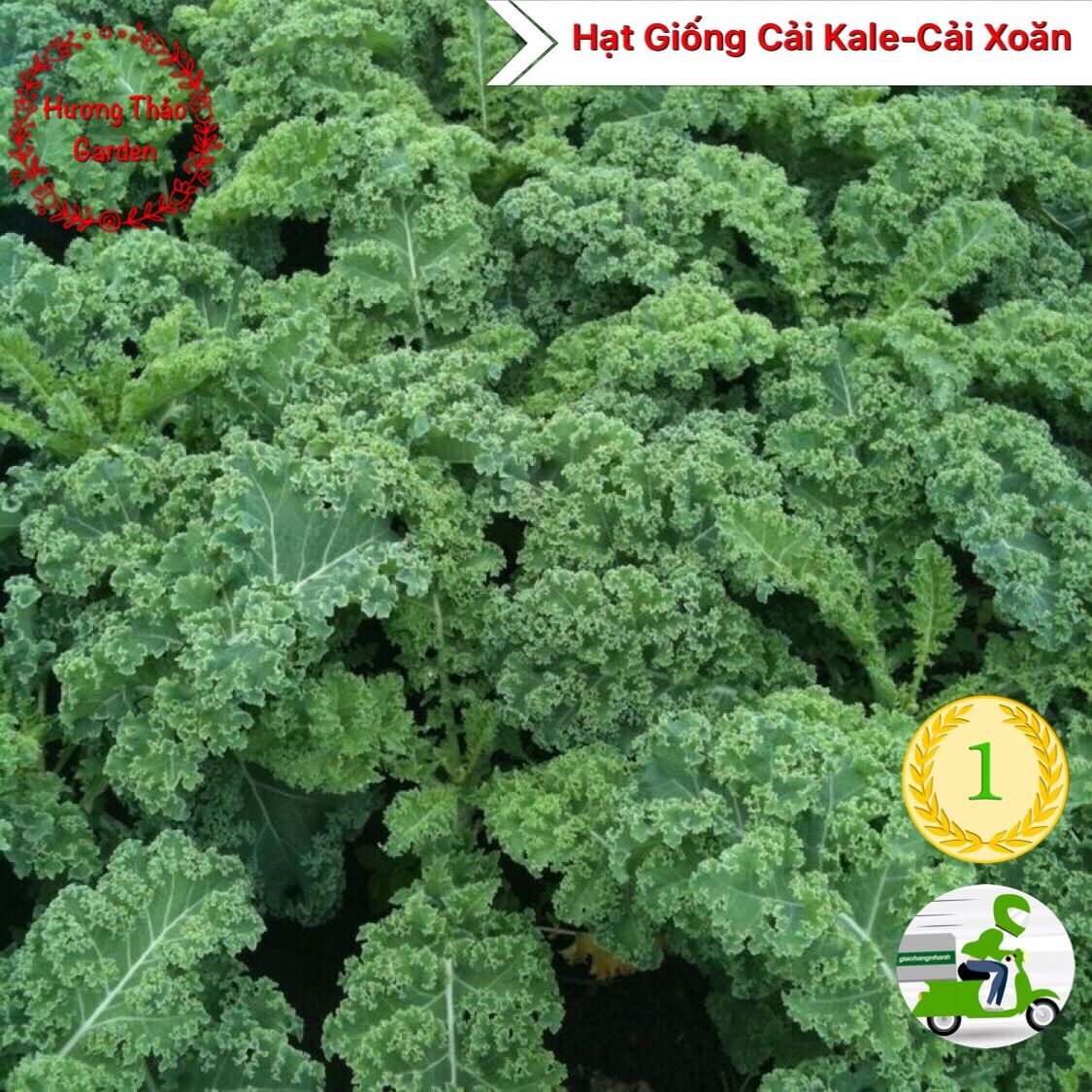 Hạt giống cải kale, cải xoăn f1